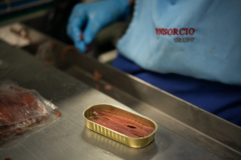 Cómo hacer anchoas, el arte de la elaboración tradicional